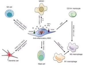 NK Cells: The Immune System's Silent Guardians and Their Synergy with Stem Cells 4 Mast Cell 1