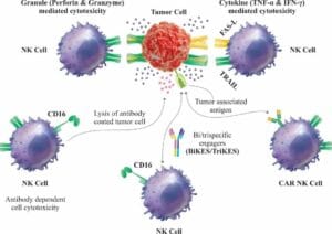 NK Cell 1