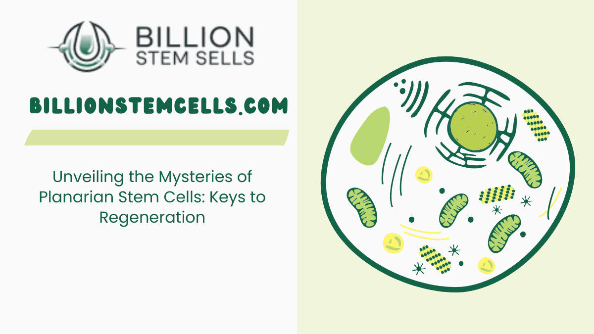 Unveiling the Mysteries of Planarian Stem Cells: Keys to Regeneration 3 Unveiling the Mysteries of Planarian Stem Cells Keys to Regeneration