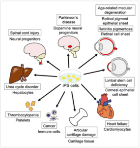Yanai my iPS: Japan's Bold Gambit to Democratize Stem Cell Therapy 3 IPS cells 1