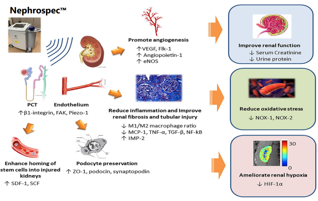 Nephrospec