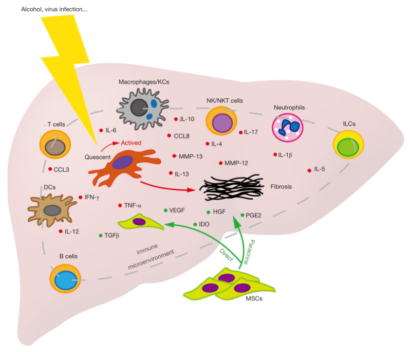 MSC in the treatment of cirrhosis